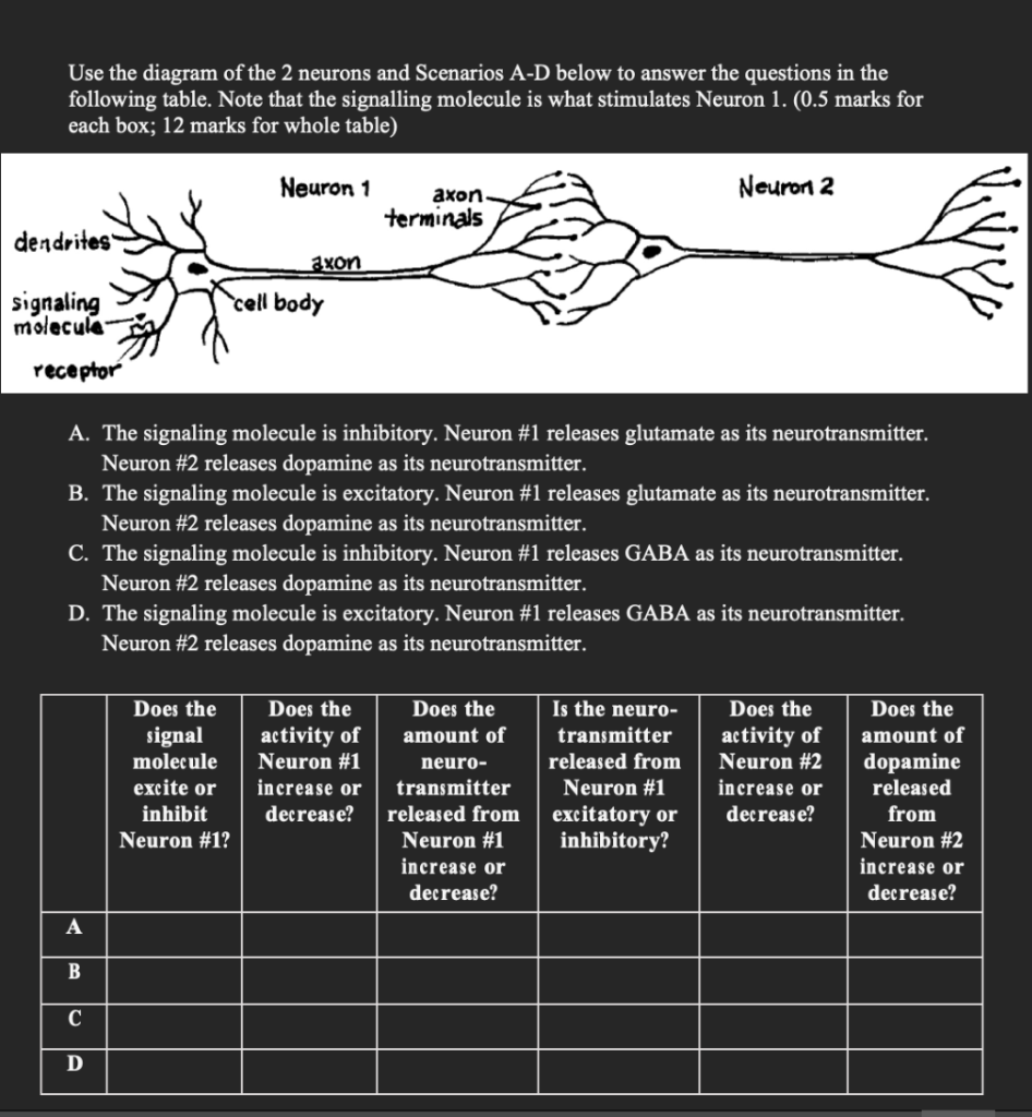 critical thinking questions about neurons