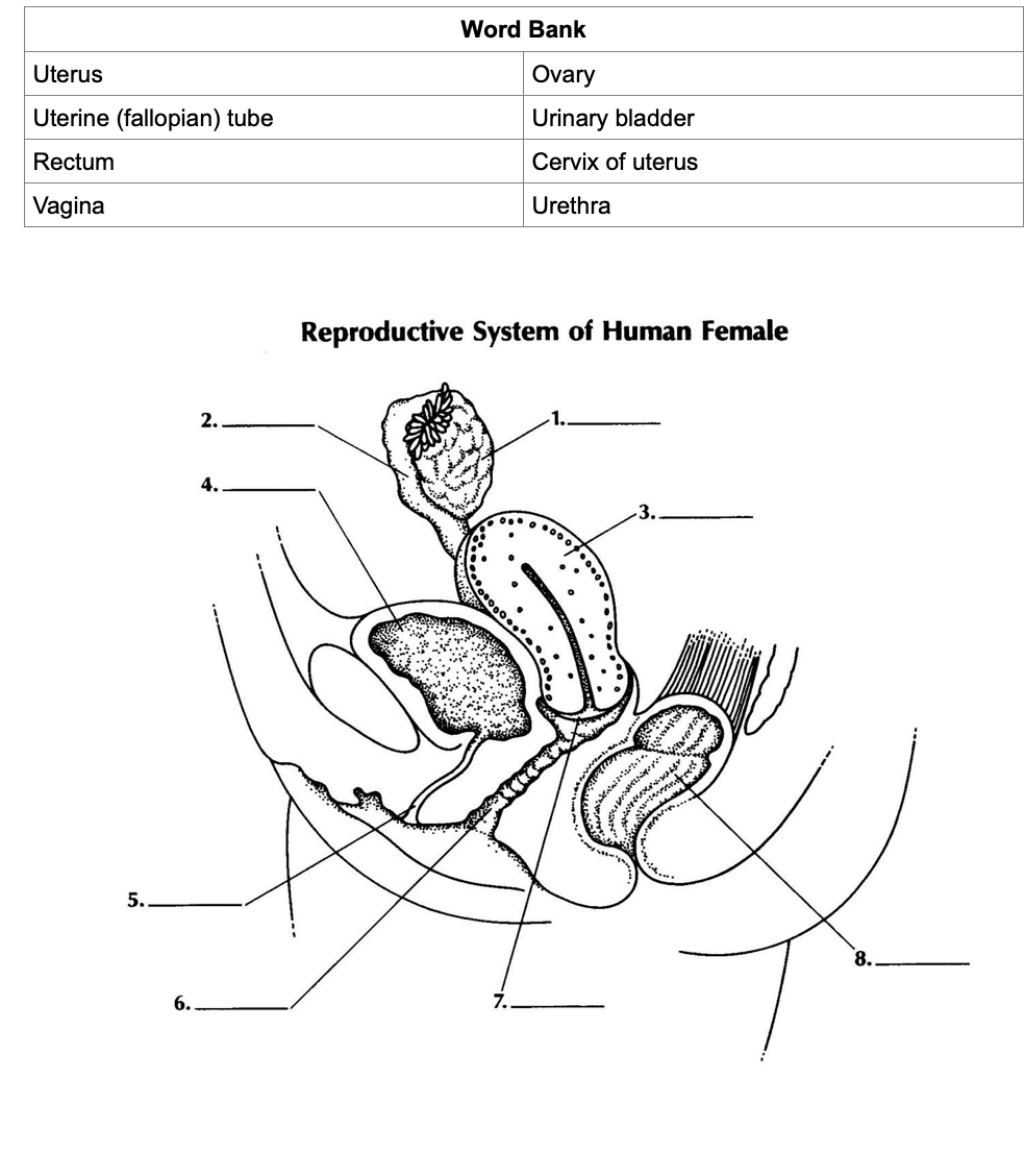 Solved Word Bank Uterus Ovary Urinary bladder Uterine | Chegg.com