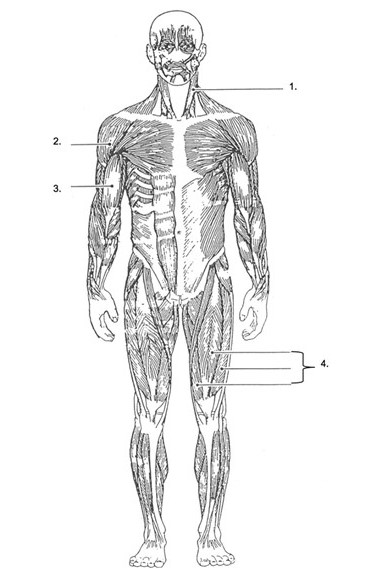 Solved Match the muscles (note that there are 4 muscles to | Chegg.com