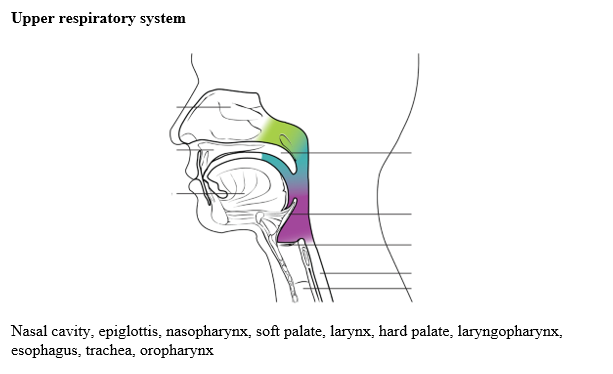 Solved Upper respiratory system Nasal cavity, epiglottis, | Chegg.com