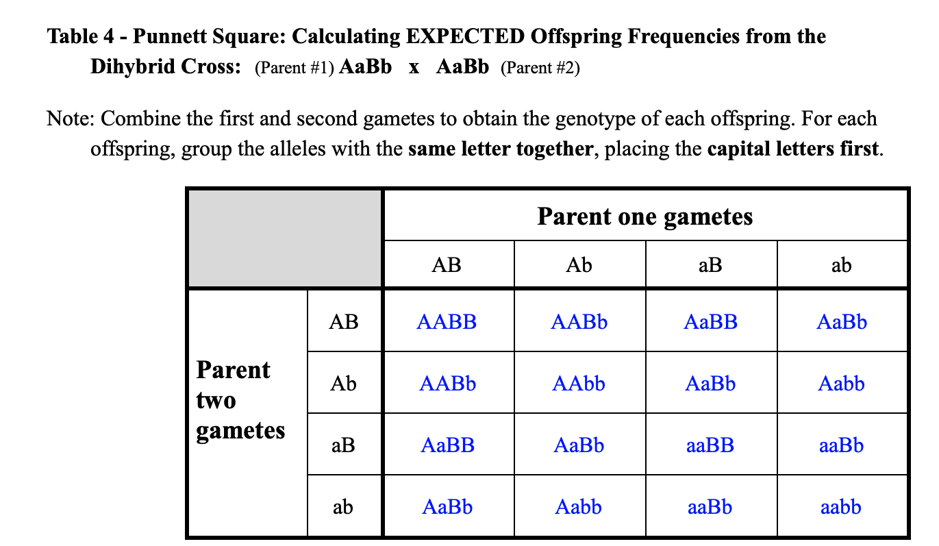 Схема aabb x aabb иллюстрирует скрещивание