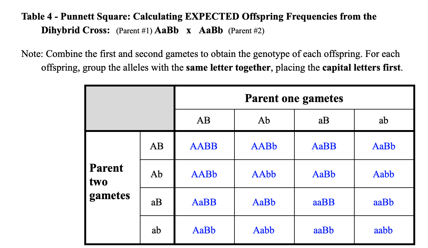 20 Punnett Square Dihybrid Cross Calculator HargeetBeau