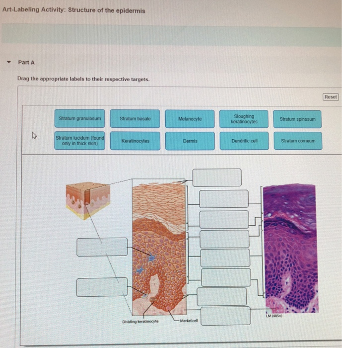 Solved Art-Labeling Activity: Structure of the epidermis | Chegg.com