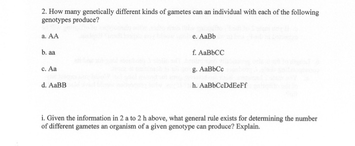 Solved How Many Genetically Different Kinds Of Gametes Can Chegg