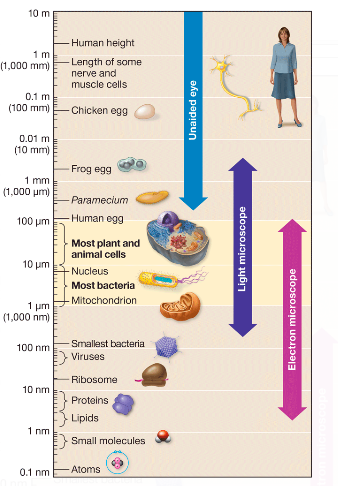 Solved 10 m - Human height 1 ml (1,000 mm Length of some | Chegg.com