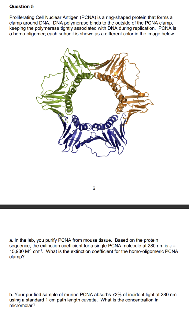 Proliferating Cell Nuclear Antigen (PCNA) is a ring-shaped protein that forms a clamp around DNA. DNA polymerase binds to the