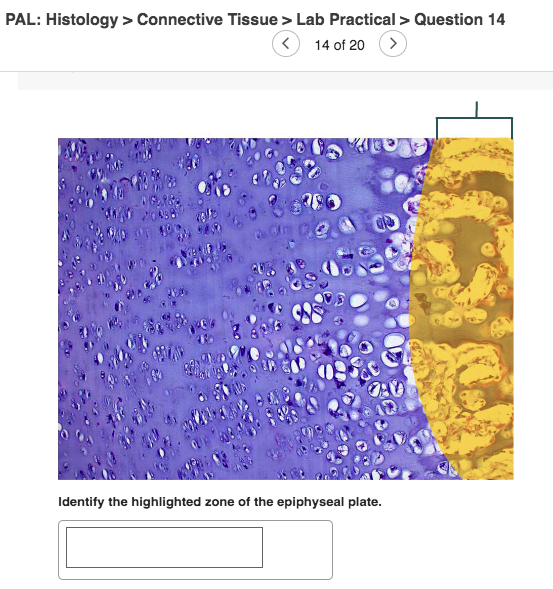 solved-pal-histology-connective-tissue-lab-practical-chegg