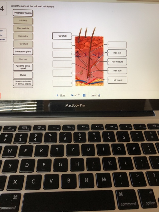 Solved Label The Parts Of The Hair And Hair Follicle 4 P