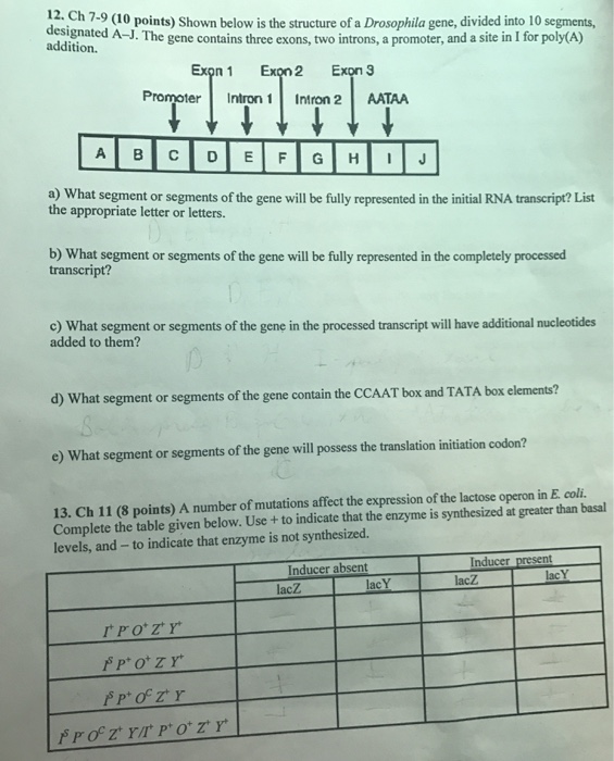 Solved Shown below is the structure of a Drosophila gene, | Chegg.com