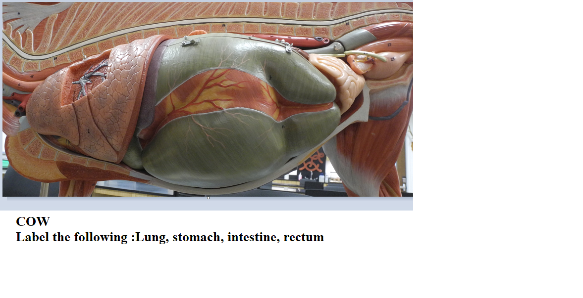 Solved COW Label the following :Lung, stomach, intestine, | Chegg.com