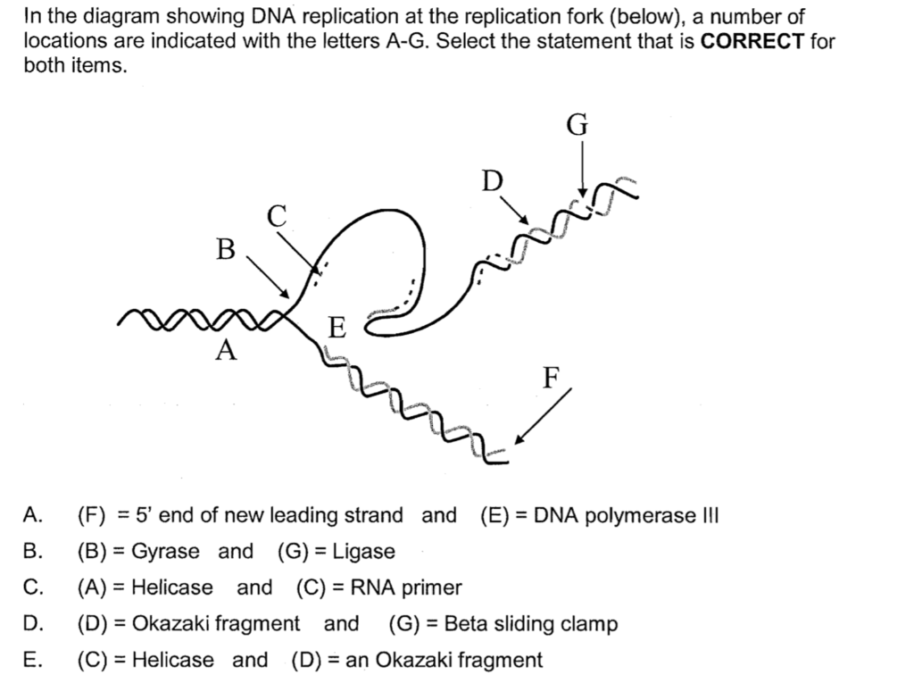 Solved In The Diagram Showing Dna Replication At The 