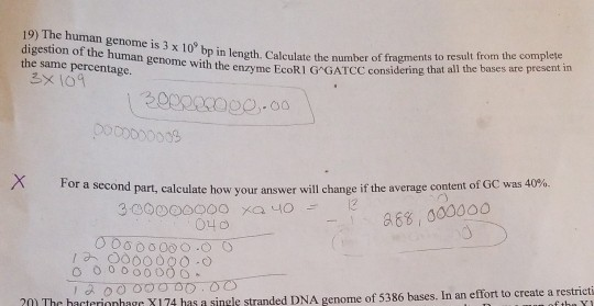Solved 19) The human genome is 3 x 10° b digestion of the | Chegg.com