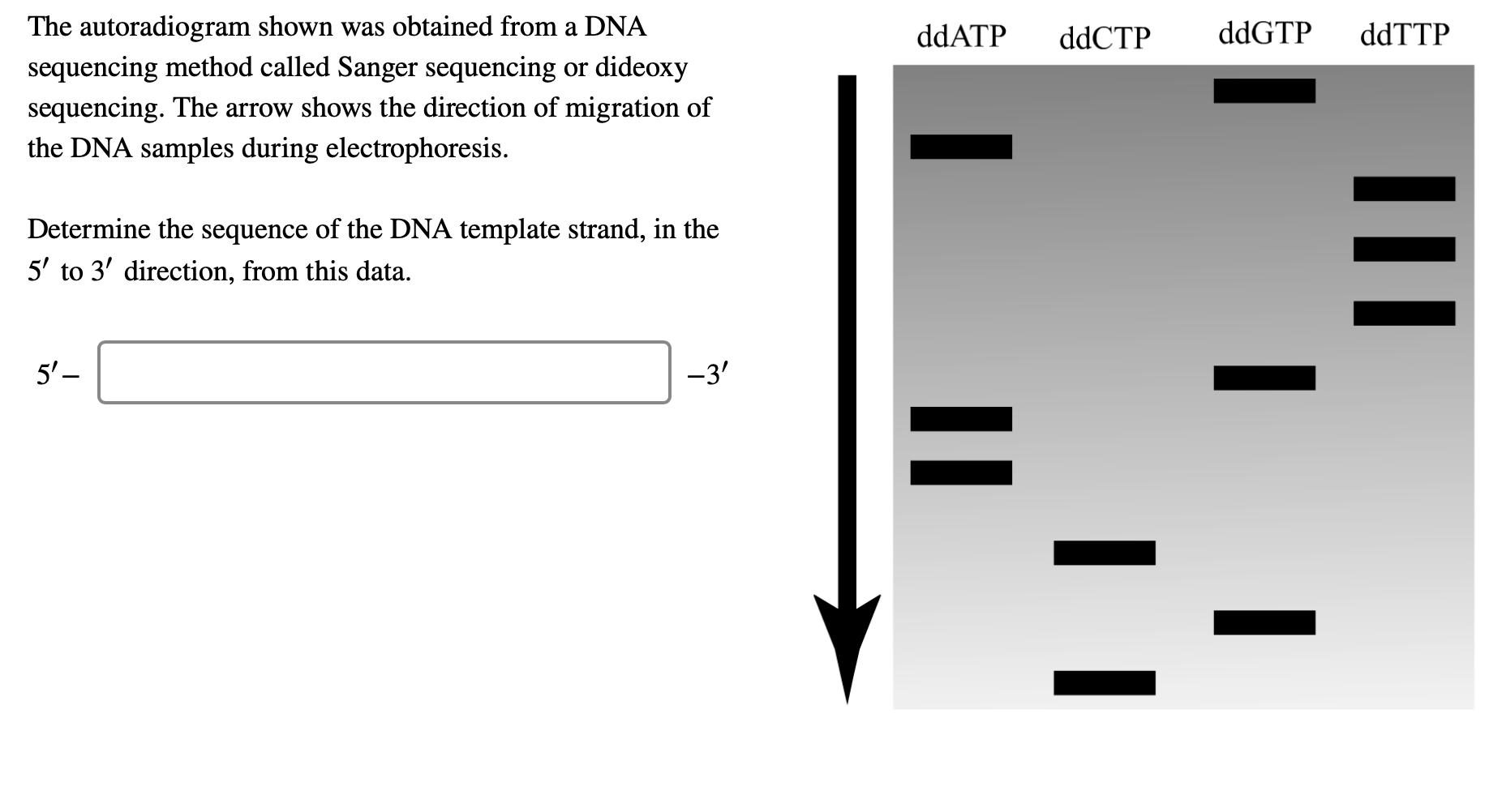 Solved The autoradiogram shown was obtained from a DNA