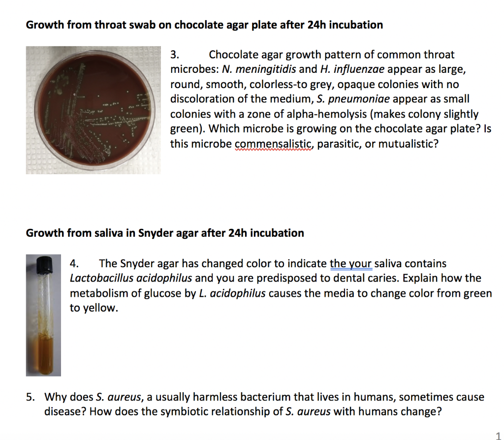 Solved Growth from throat swab on chocolate agar plate after