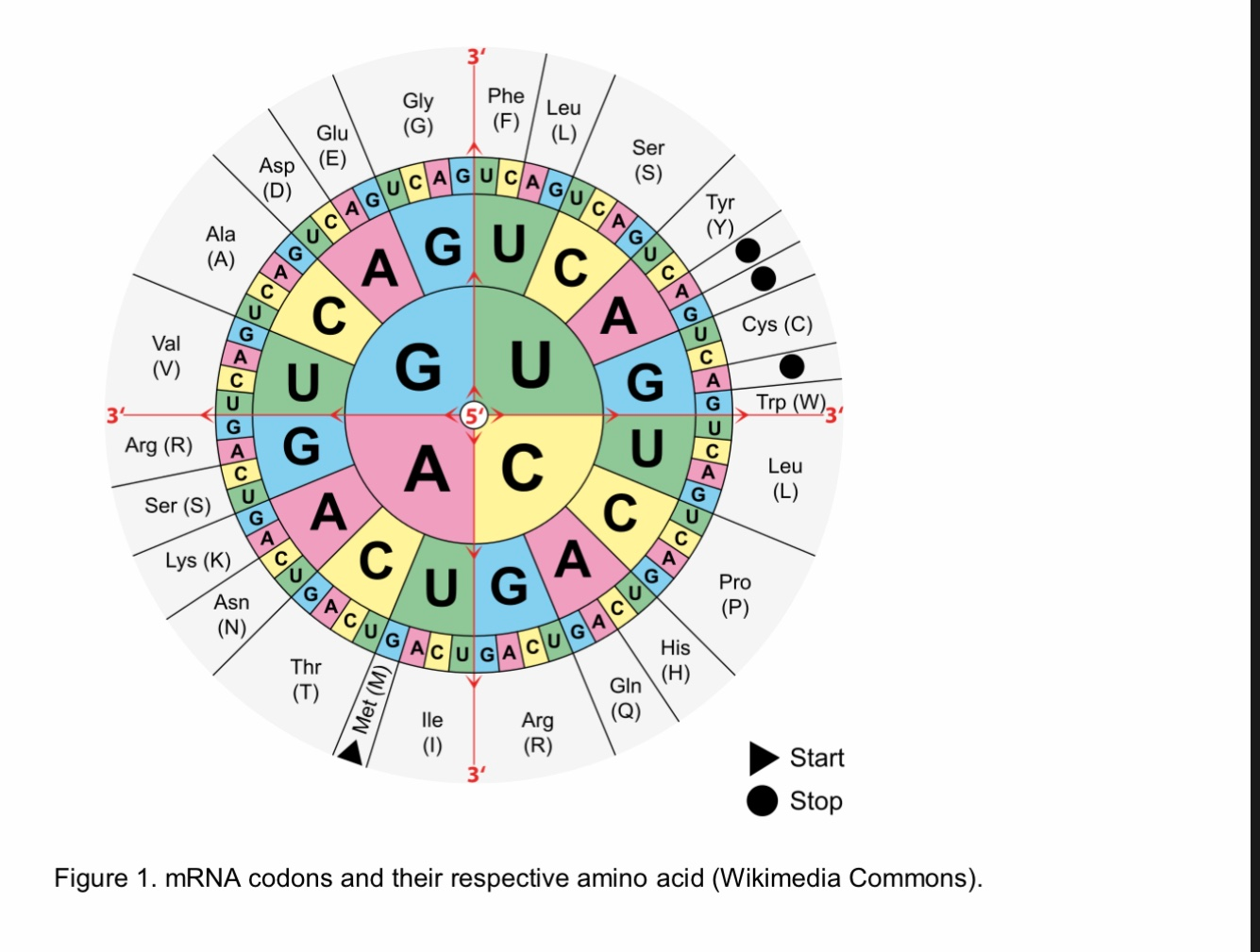 Solved 1. DNA STRUCTURE, REPLICATION AND RNA 1. Create a | Chegg.com