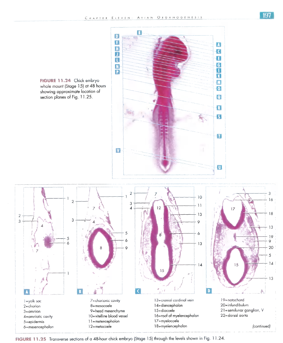 The science and art of midwifery. Fig. 59.—Mouth of embryo of