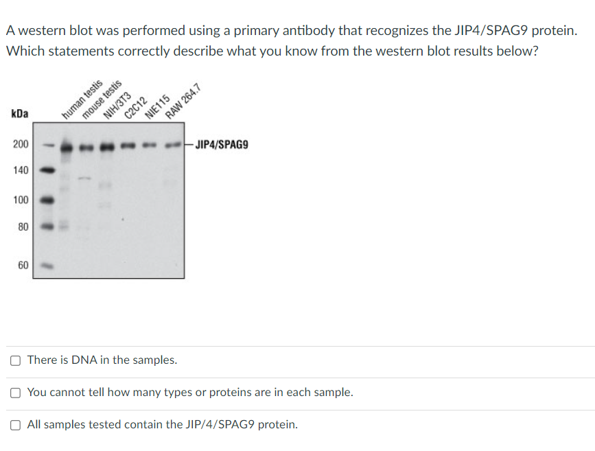 Solved A Western Blot Was Performed Using A Primary Antibody | Chegg.com