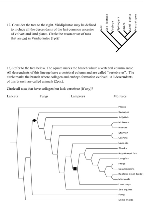 Solved: Introduction To Evolution Worksheet 1 Name & ID Pr... | Chegg.com