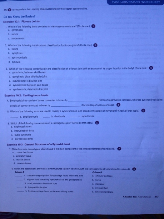 Chapter 4 Tissues And Membranes Worksheet Answers - Escolagersonalvesgui