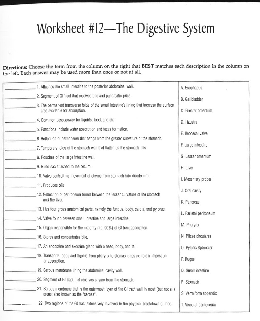 Solved Worksheet #21—The Digestive System Directions: Choose Throughout Digestive System Worksheet Answers