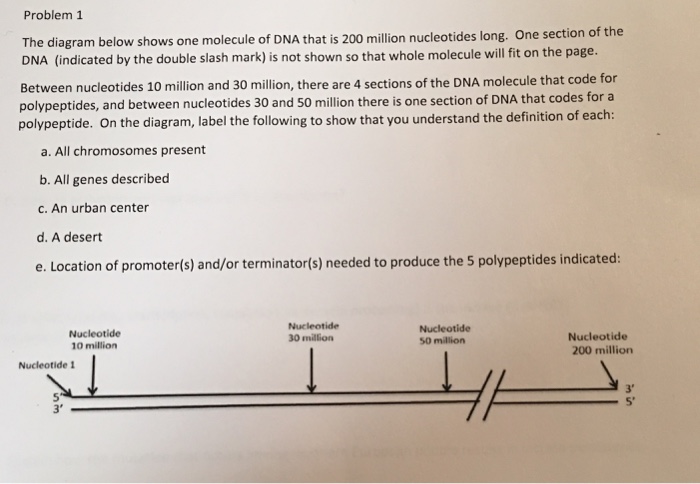 Solved Problem 1 he The diagram below shows one molecule of | Chegg.com