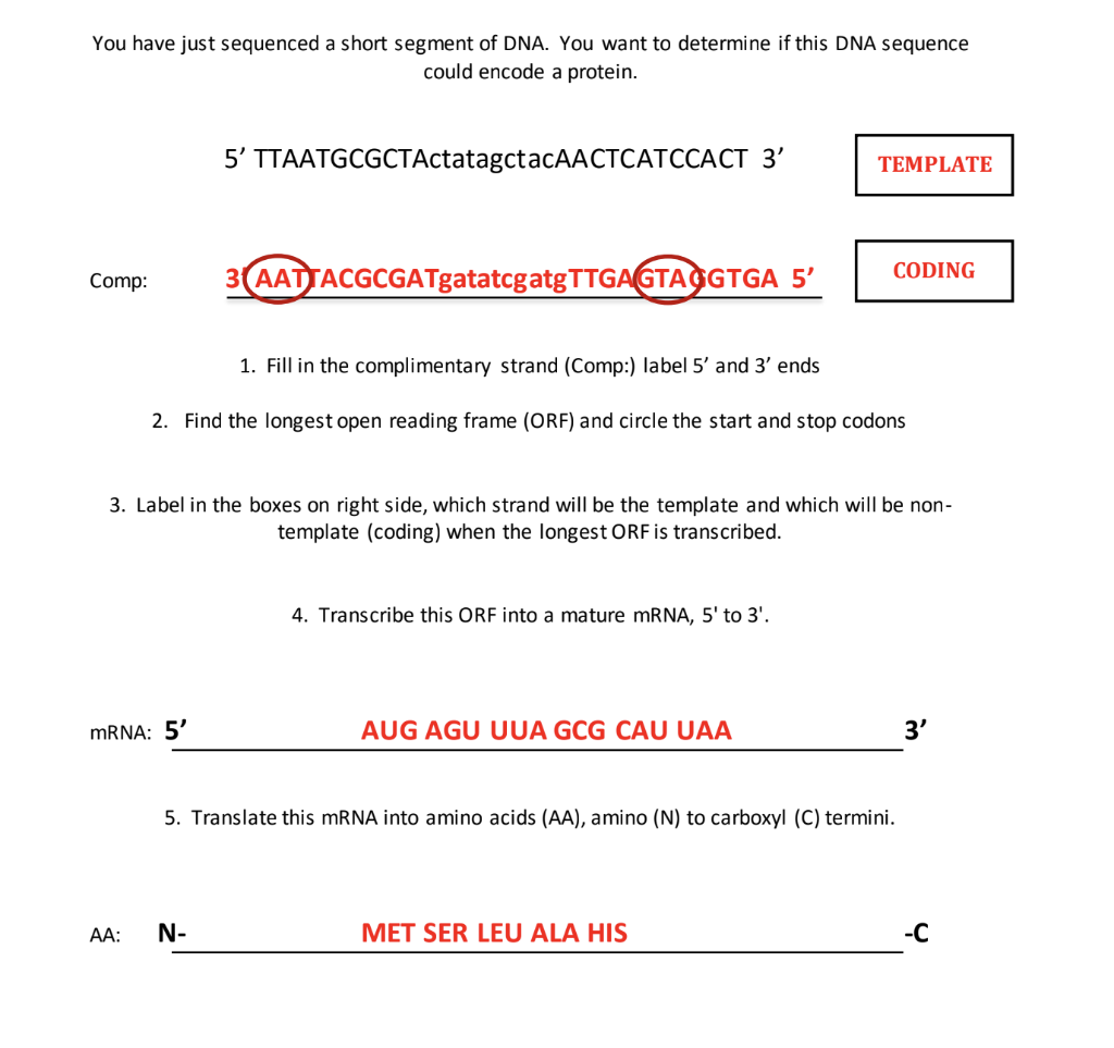 Solved You have just sequenced a short segment of DNA. You | Chegg.com