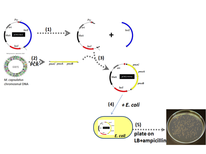 solved-1-could-any-of-the-horizontal-gene-transfer-chegg