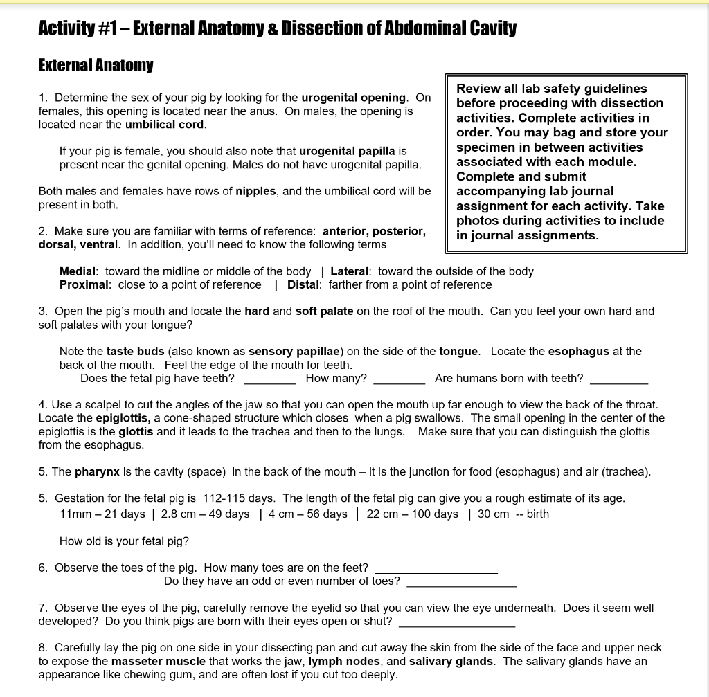 Solved Fetal Pig Dissection Guidelines Activity #1 – | Chegg.com