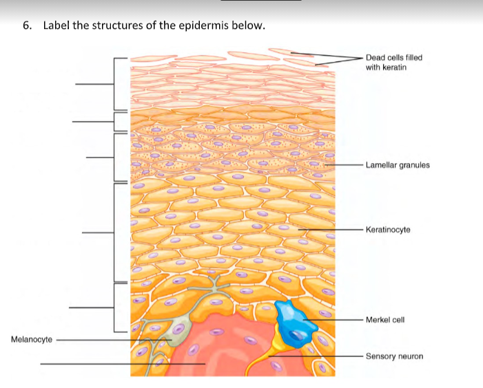 Solved Hair follicle receptor Adipose tissue Sensory nerve