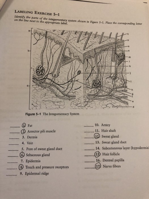 Solved LABELING EXERCISE 5-1 Identify the parts of the inte | Chegg.com