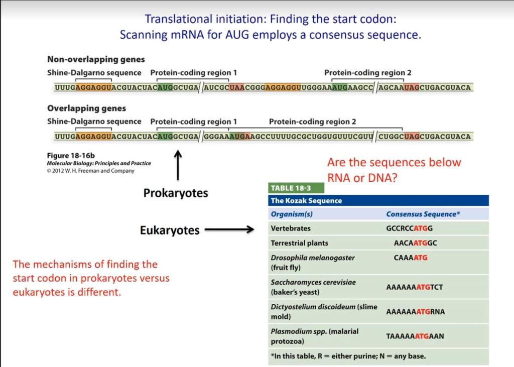 Solved Translational Initiation: Finding The Start Codon: | Chegg.com