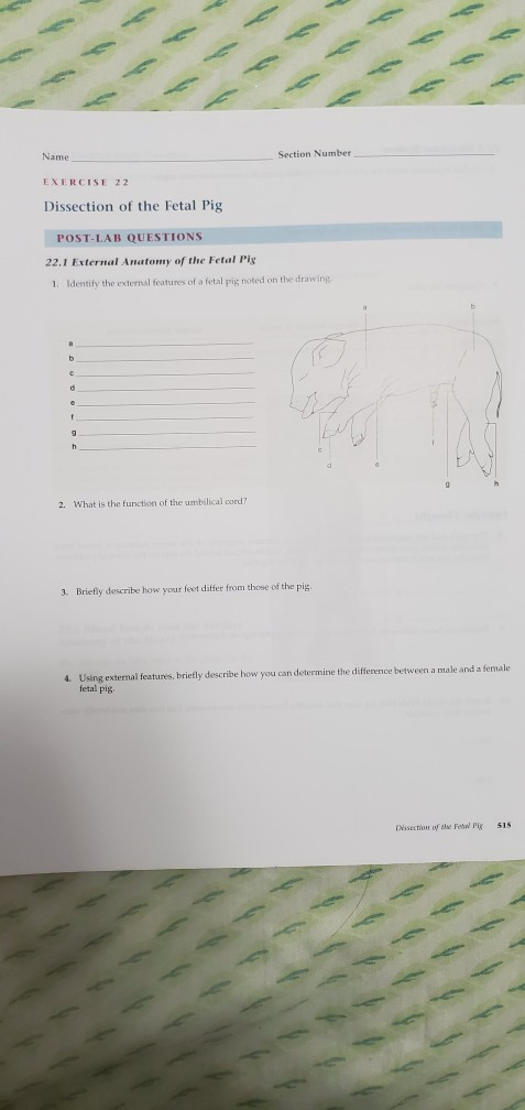 Solved Name Section Number EXERCISE 22 Dissection of the | Chegg.com