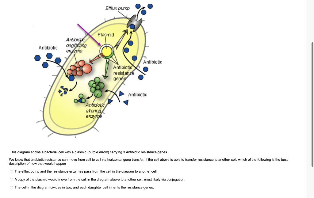 Solved This diagram shows a bacterial cell with a plasmid | Chegg.com