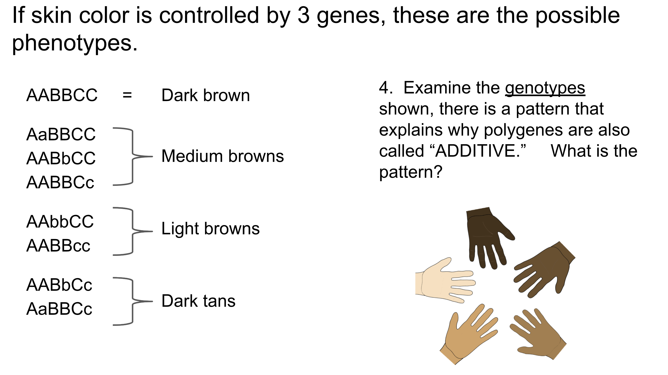 skin color genetics