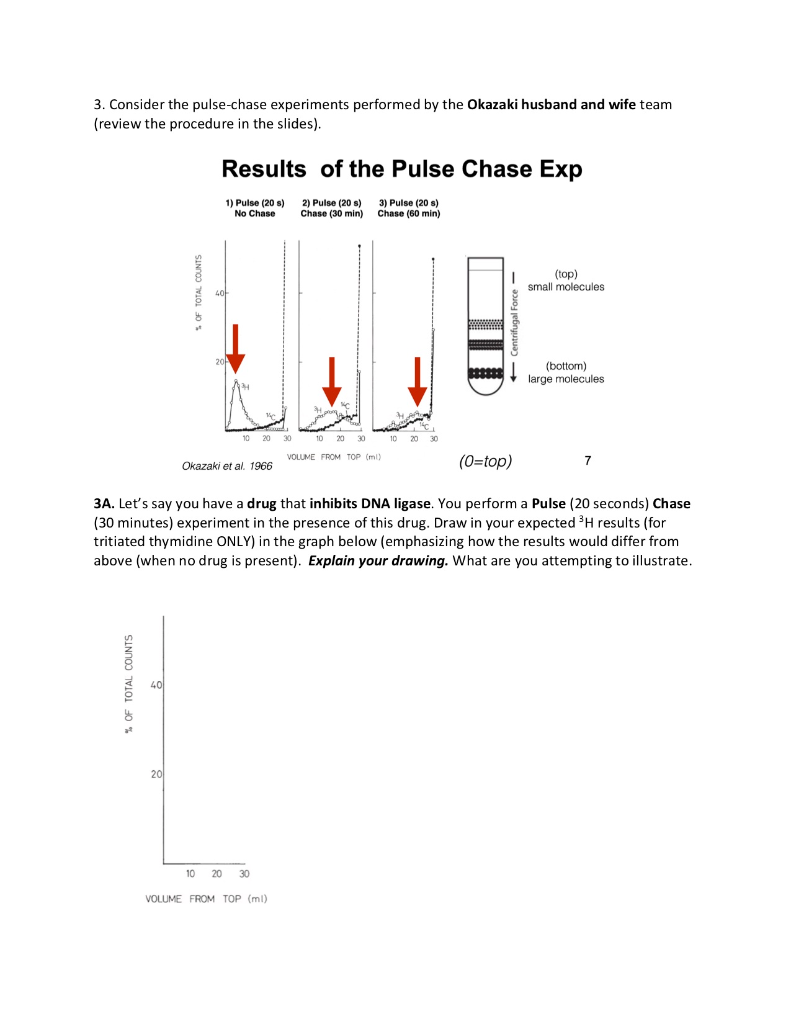 pulse and chase experiments