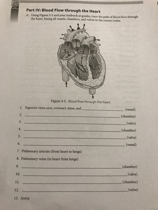 Solved Part IV: Blood Flow through the Heart A. Using Figure | Chegg.com