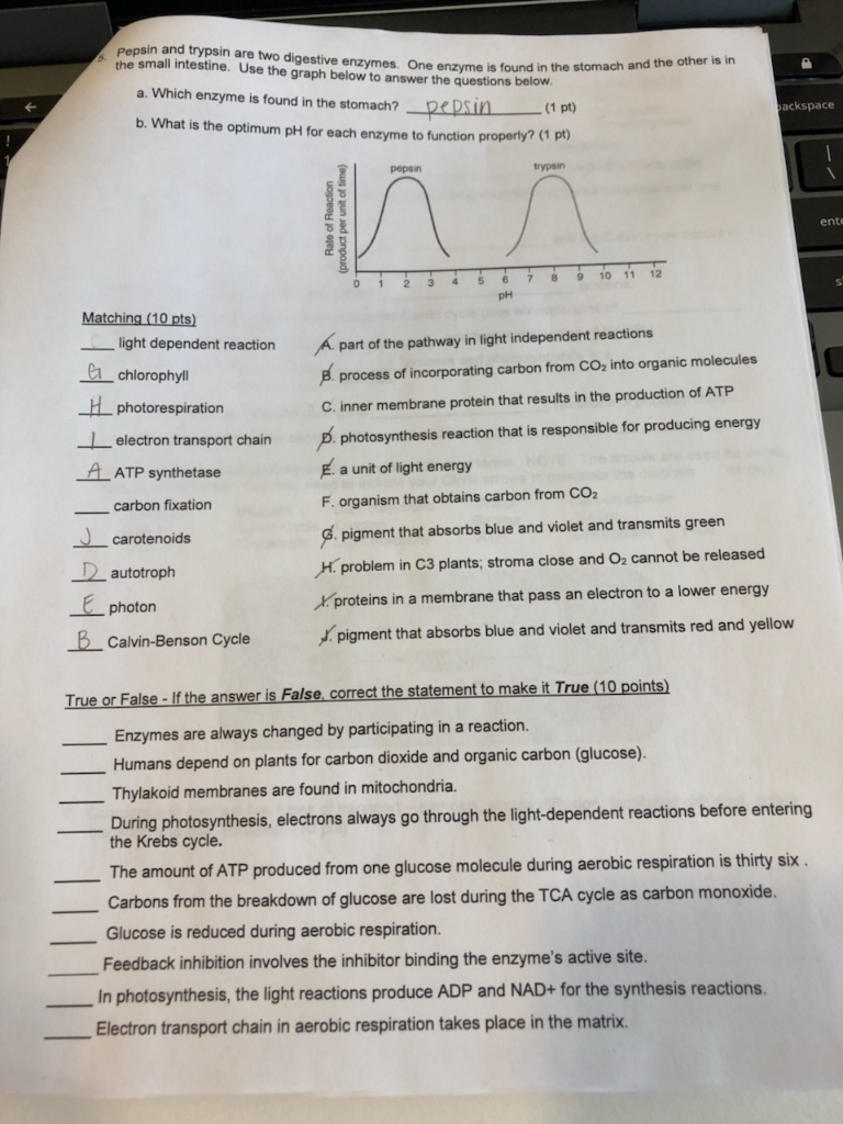 Solved Pepsin and trypsin are two digestive enzymes. One