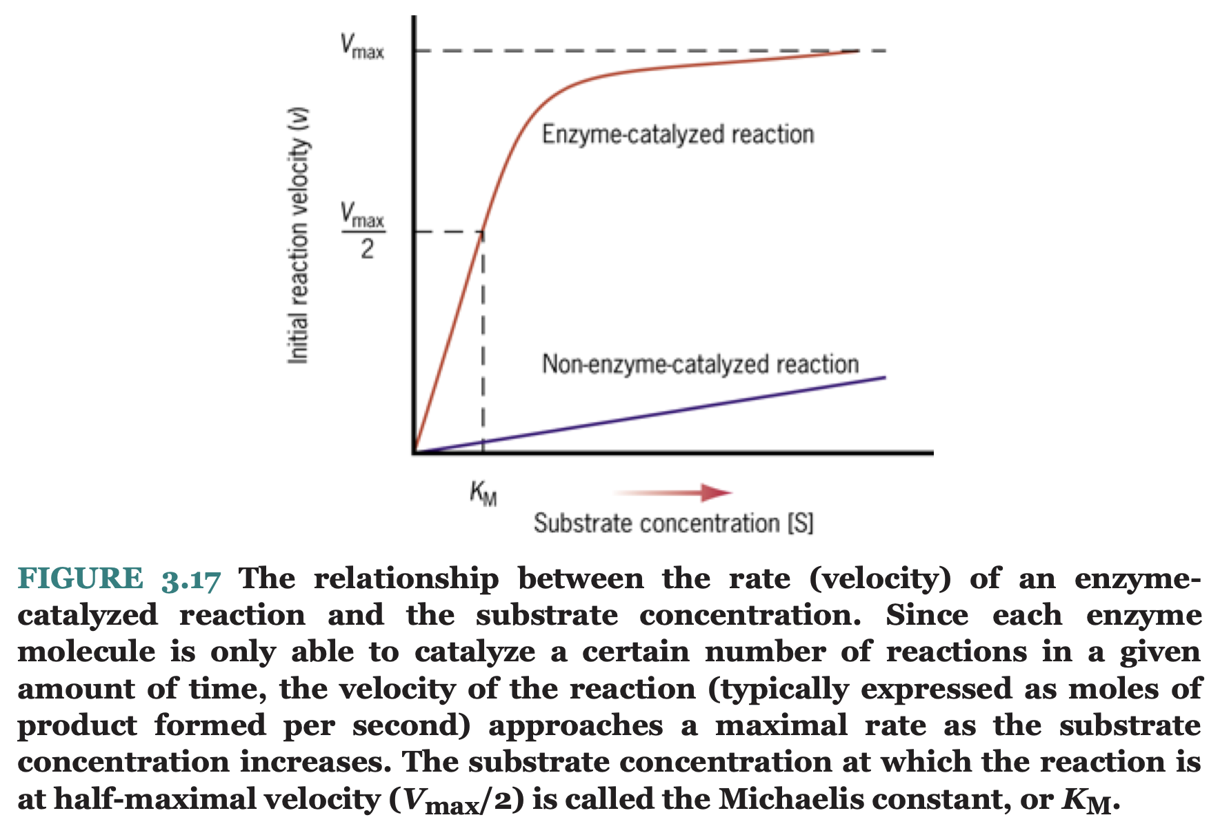 Solved What is the ratelimiting step in the enzyme’s