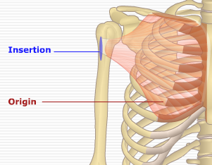 pectoralis major origin and insertion