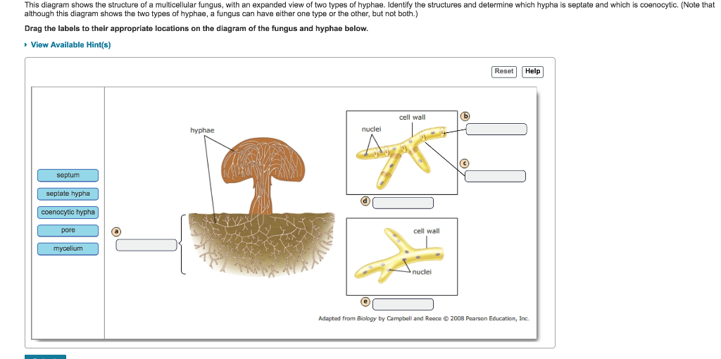 solved-this-diagram-shows-the-structure-of-a-multicellula-chegg