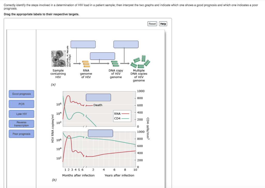 Solved Correctly identify the steps involved in a | Chegg.com