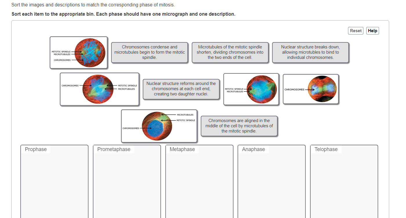 Solved Sort the images and descriptions to match the | Chegg.com