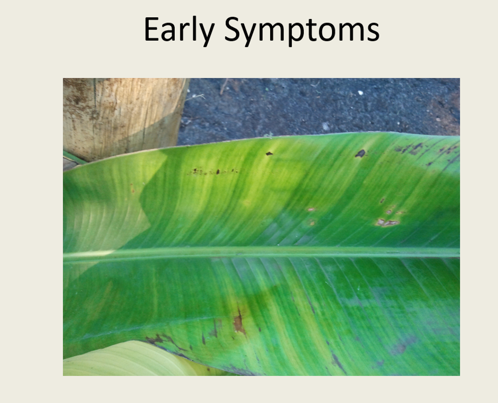 Early Symptoms