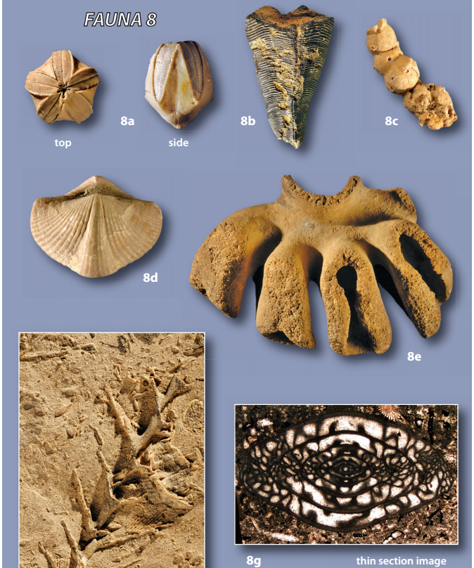 Merocrinus Solved 1) What types of organisms are in 7a, 7b, and 7g? O | Chegg.com