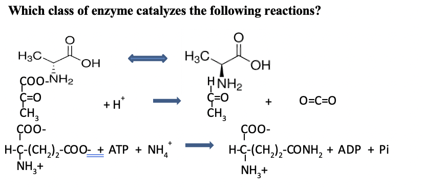 Solved Which class of enzyme catalyzes the following | Chegg.com