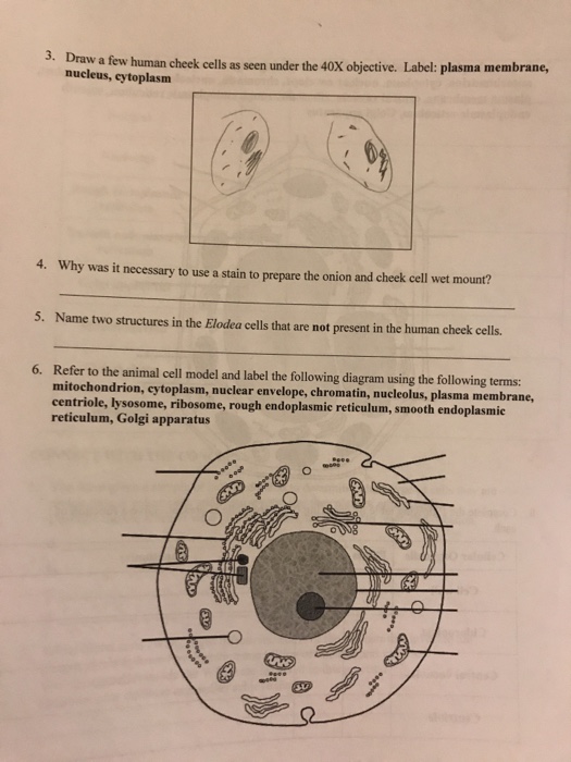 Solved 6. Why were you asked to use only the fine adjustment