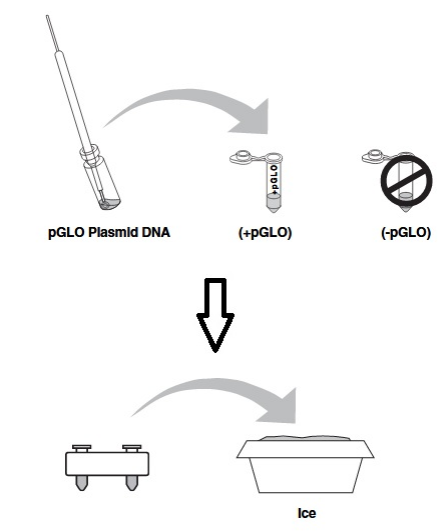 Solved Procedure: The transformation of E. coli with pGlo | Chegg.com