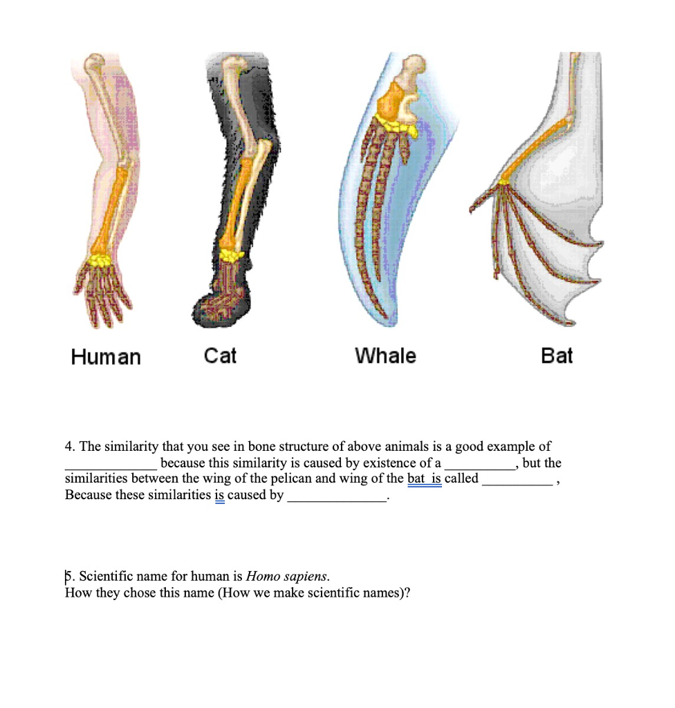 Solved 4. The similarity that you see in bone structure of | Chegg.com