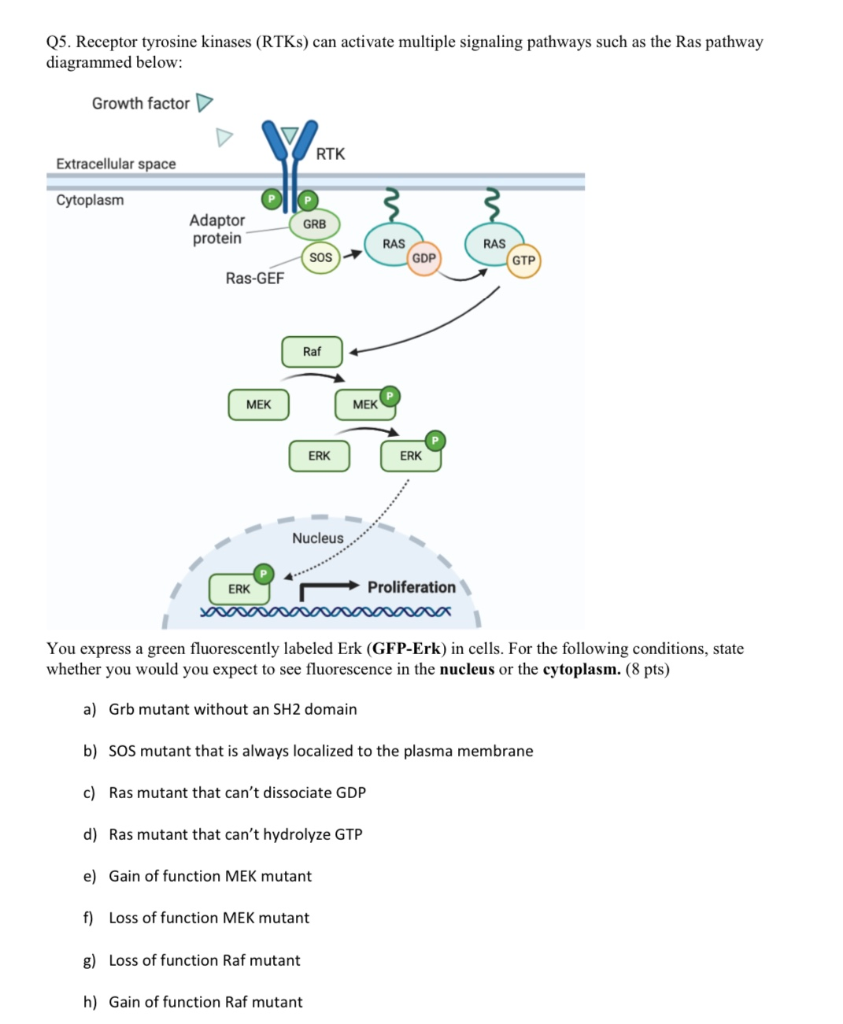 Solved Q5. Receptor tyrosine kinases (RTKs) can activate | Chegg.com