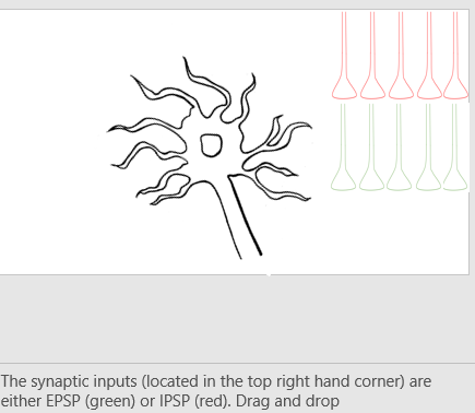 Solved The inputs that a neuron receives from other neurons | Chegg.com